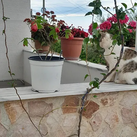 Denni's * Sarandë